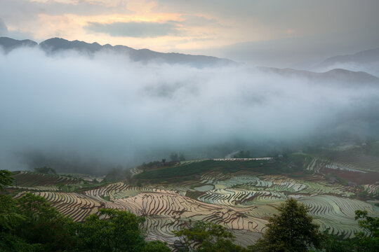 Foggy terraced fields at dawn