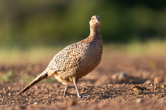 Female Common Pheasant Portrait At Sunset  