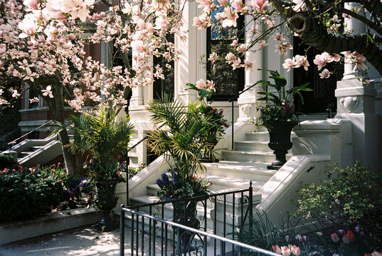 City stairs magnolia tree Bloom Boston film 
