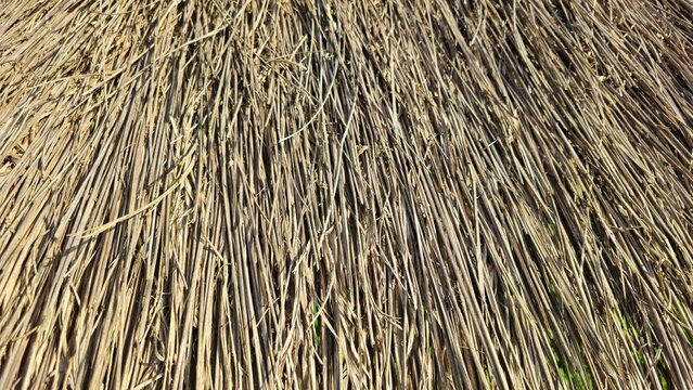 Dry thatched roof texture background, Dry Straw Texture Background, Natural Hay Pattern, Rustic Agriculture Concept