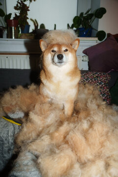 Shiba inu dog shedding fur