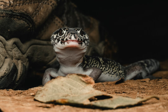 Close-up of a central american Banded Gecko looking at the camera