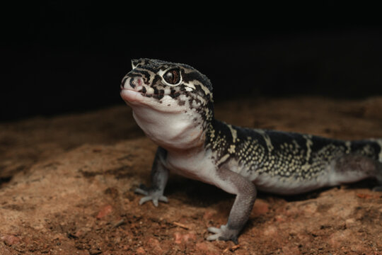 Portrait of a  Banded Gecko with distinctive patterns and eyes