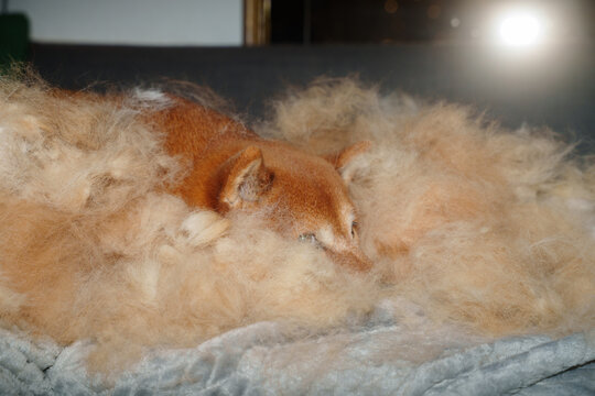 Shiba inu dog shedding coat