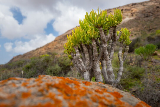 Desert landscape with succulent plant in Fuerteventura Canary Islands
