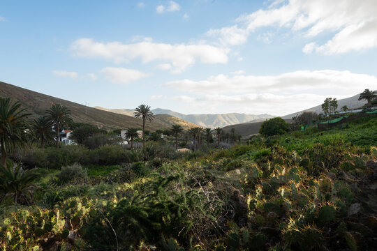 Lush valley with palm trees and cactus in Fuerteventura