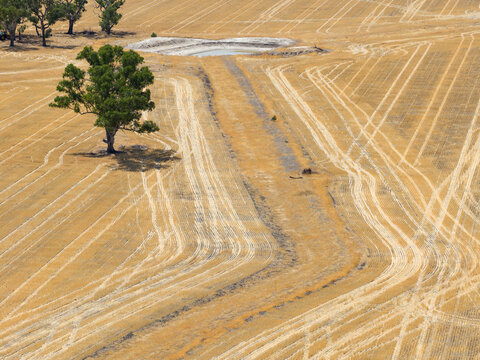 Harvester wheel tracks leading to a farm dam in a dry field