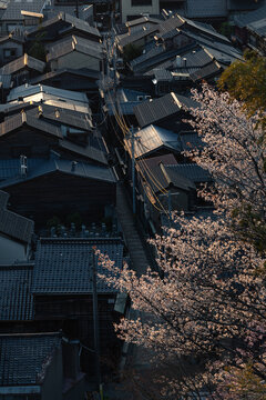 Sunset Sakura And Japanese Rooftops