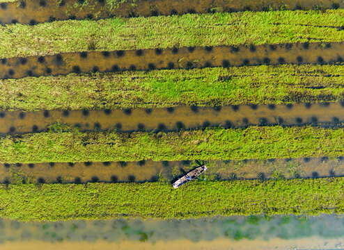  Aerial view of flooded rice paddy fields stretching to horizon