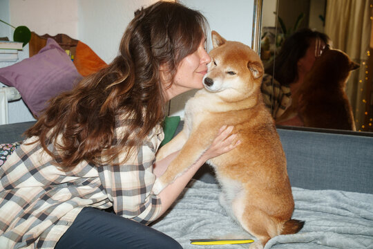Shiba inu dog shedding
