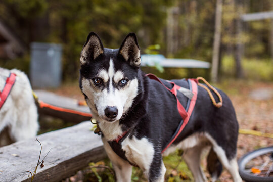 a happy siberian husky sleddog during autumn time