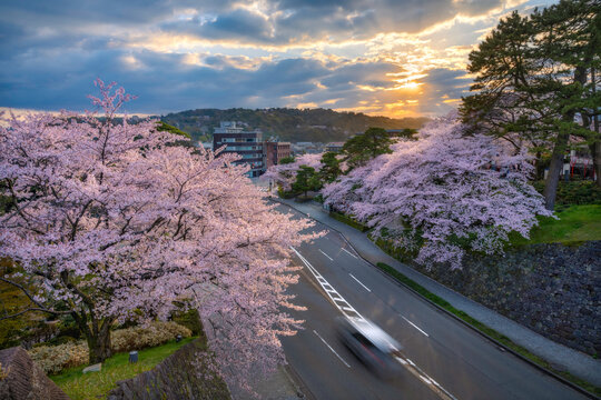 Sunbreak Sakura