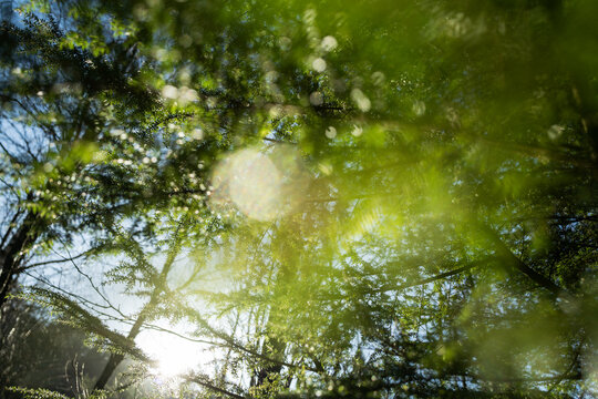 Sunlight filtering through green tree branches in Norway