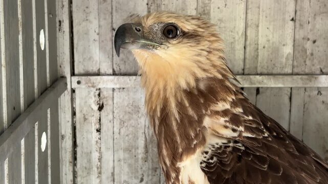 Video of a juvenile Javan white-bellied kite (Haliatur indus) that was evacuated and placed in a transport cage.