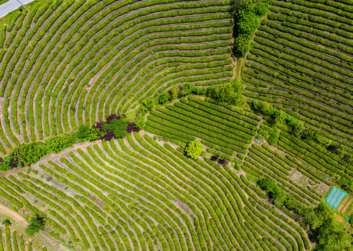 Aerial top-down view of curved tea plantation rows on hillside