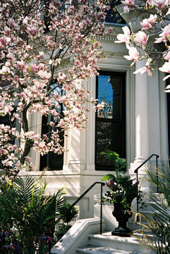 Spring magnolia tree Bloom garden Boston brownstone window