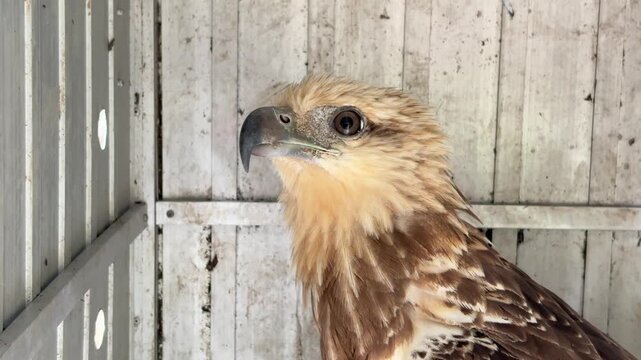 Video of a juvenile Javan white-bellied kite (Haliatur indus) that was evacuated and placed in a transport cage.