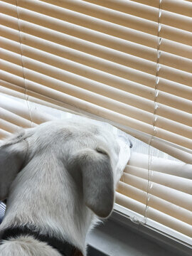 Curious puppy looks out shades on window