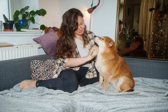 Brushing Shiba inu dog
