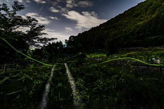 Firefly