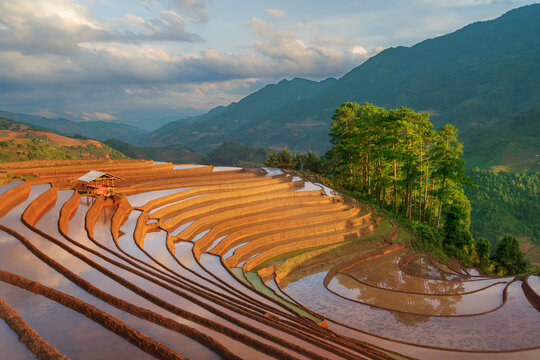 Curving terraces and pine trees