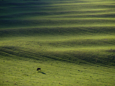 A cow grazing on rippling fields
