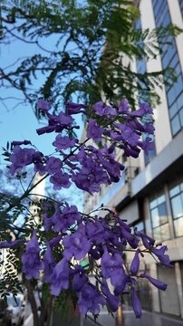 Violet jacaranda flowers moving in the foreground with the blurred silhouette of the Obelisk in the background on a sunny day in Buenos Aires Argentina.