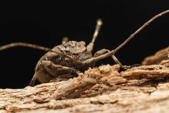Longhorn beetle on wood macro detailing insect antennae