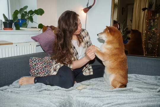 Connecting with Shiba inu dog
