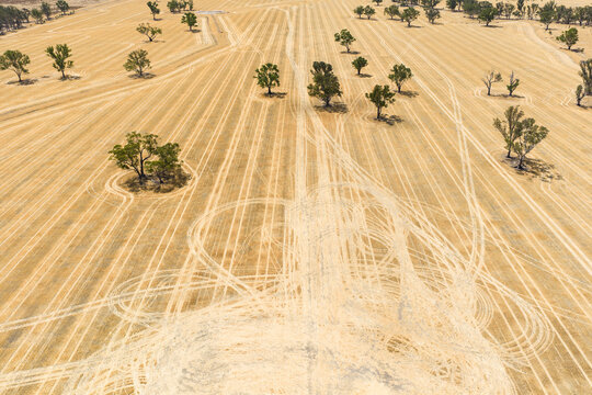 Wheel track lines in a dry field dodgiing around singular gum trees