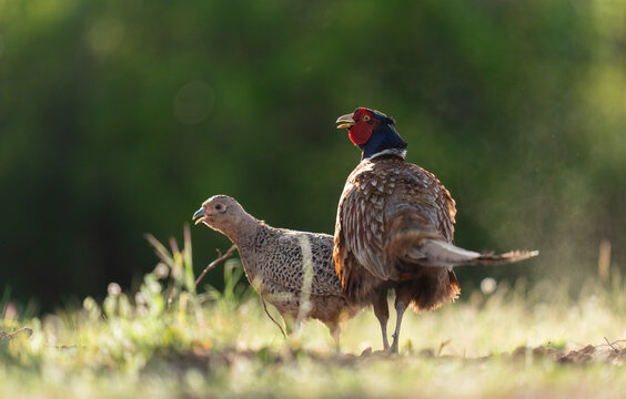 Couple (Male And Female) Of Common Pheasants  