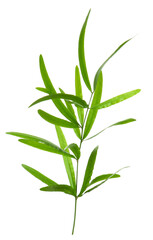 Fototapeta premium Branch with green bamboo leaves isolated on white