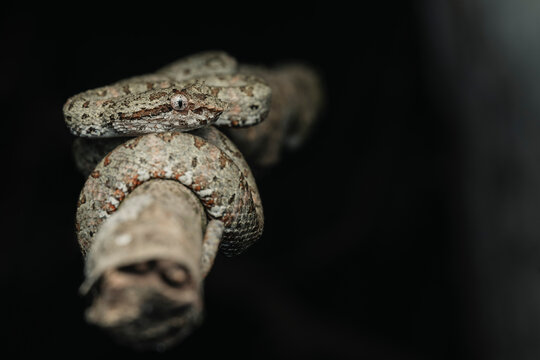 Viper with eyelashes camouflaged on a branch