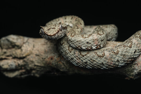 Eyelash viper camouflaging on a branch against dark background