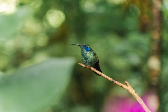 Hummingbird perched on branch in green nature