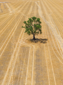 Wheel tracks around a large solitary gum tree in a dry field