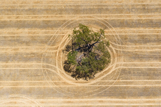 Wheel tracks around a large solitary gum tree in a dry field