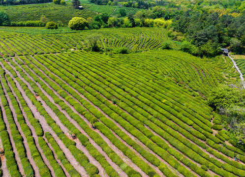 Aerial top-down view of curved tea plantation rows on hillside