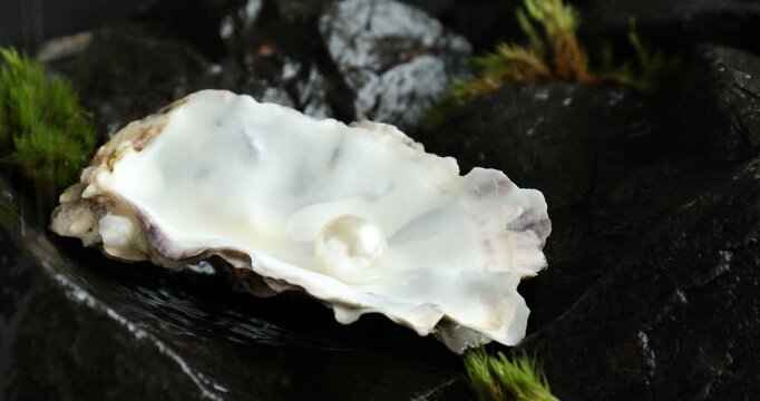 Oyster shell with pearl on rocks, closeup