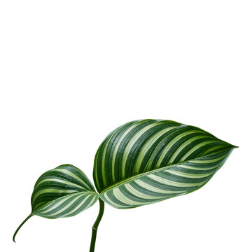 Tropical striped green leaf botanical decor isolated on transparent background
