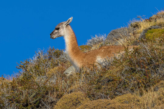 A resting guanaco
