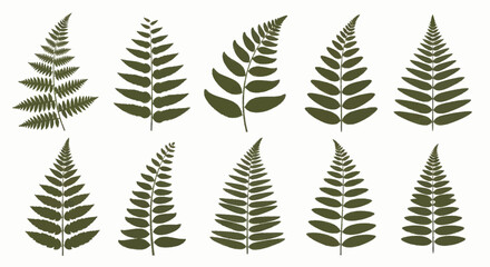 Collection of various green fern leaves on a white background. © Truk