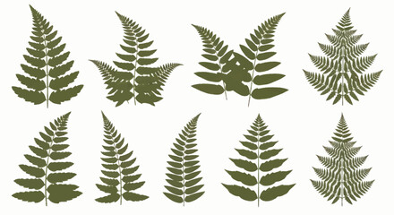 Collection of various green fern leaves and fronds. © Truk