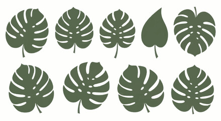 Collection of various green tropical monstera leaves and other foliage. © Truk