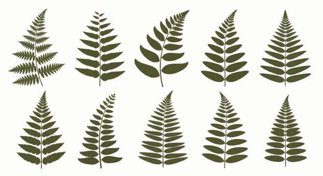 Collection of various green fern leaves on a white background.