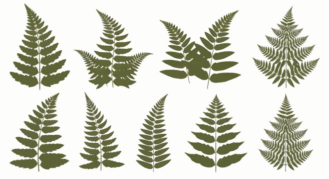 Collection of various green fern leaves and fronds.