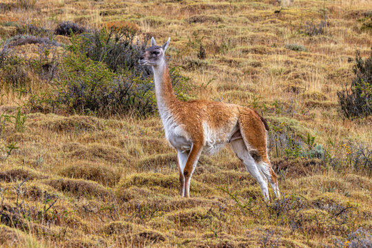 Guanaco standing in the grass