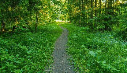 Fototapeta premium Narrow dirt path winding through dense green forest under dappled sunlight