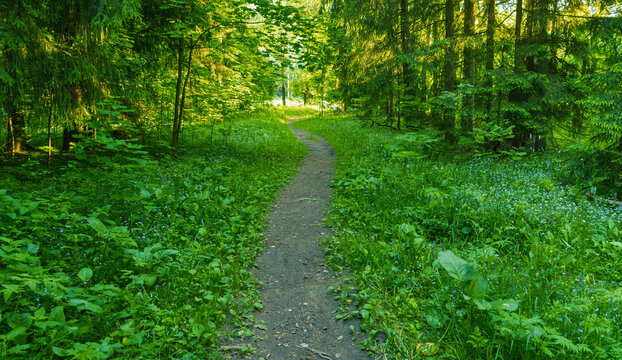 Narrow dirt path winding through dense green forest under dappled sunlight