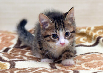 Adorable Tabby and White Kitten Crawling on Soft Blanket © Evdoha